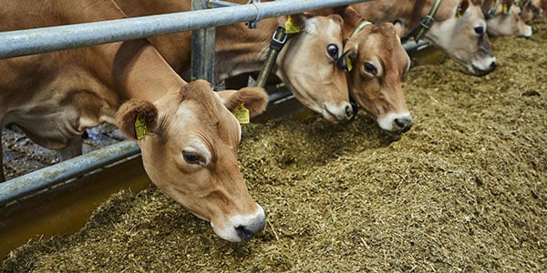 VikingJersey cows feeding