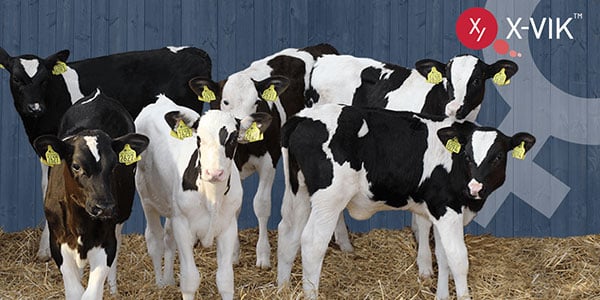 VikingHolstein heifer calves